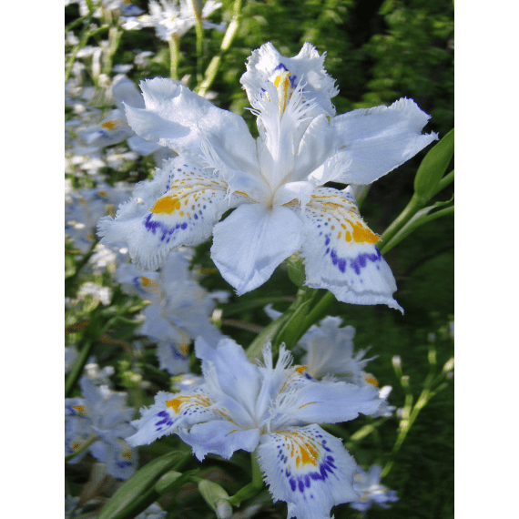 iris japonica picture 1