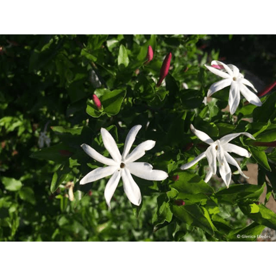 jasminum multipartitum picture 1