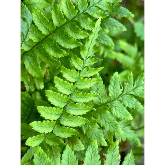 fern kurata s fern picture 1