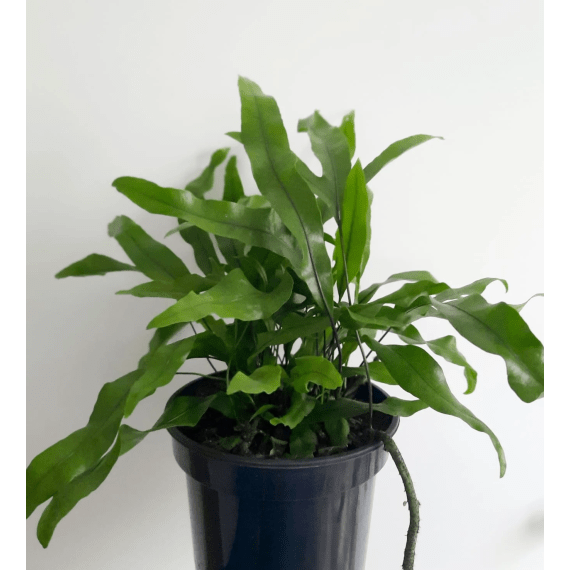 fern kangaroo picture 1