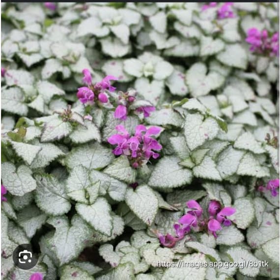 lamium assorted picture 1