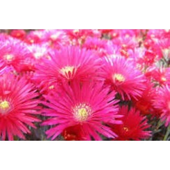 lampranthus picture 1