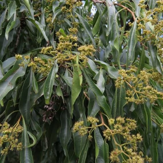 heteropyxis natalensis picture 1