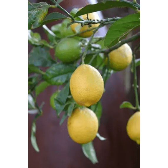 citrus lemon eureka picture 2