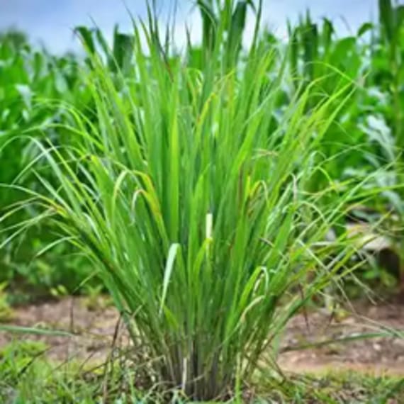 lemongrass picture 1
