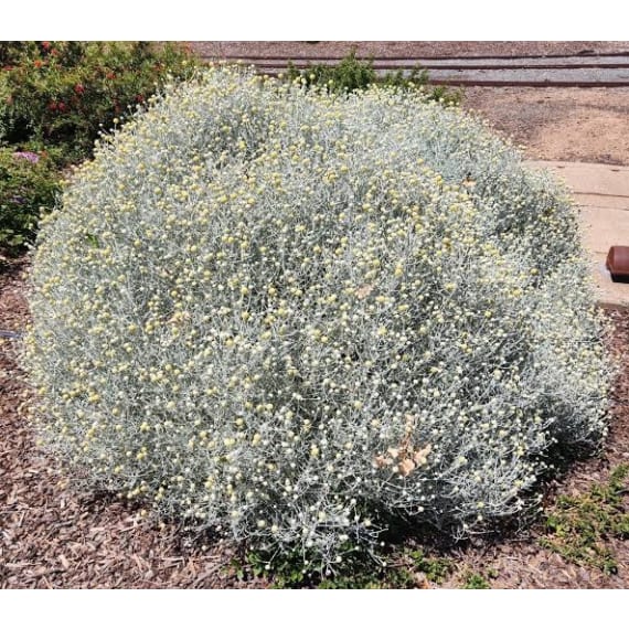 leucophyta brownii picture 1