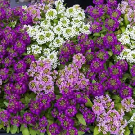 lobularia assorted picture 2
