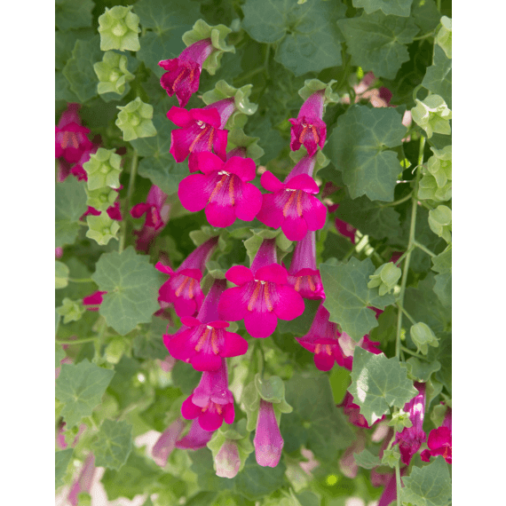 lophospermum hybrid compact pink hb 20cm picture 1