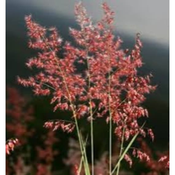 melinis repens picture 2
