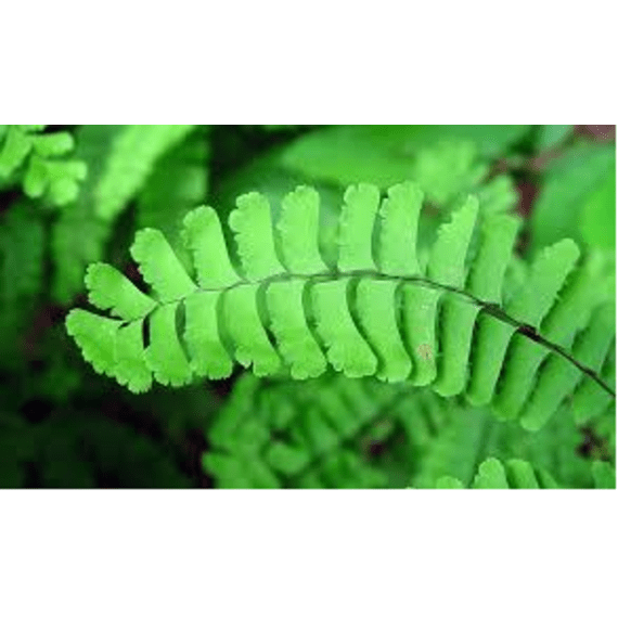 adiantum picture 1