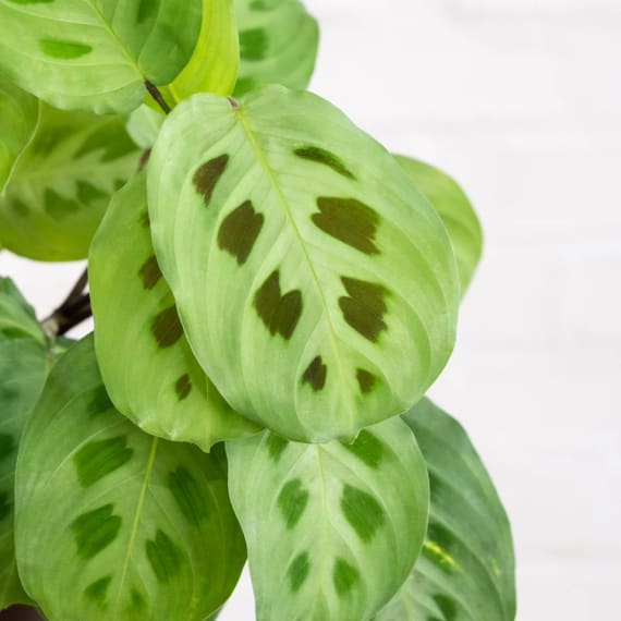 maranta kerchoveana picture 1
