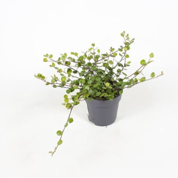 muehlenbeckia picture 2