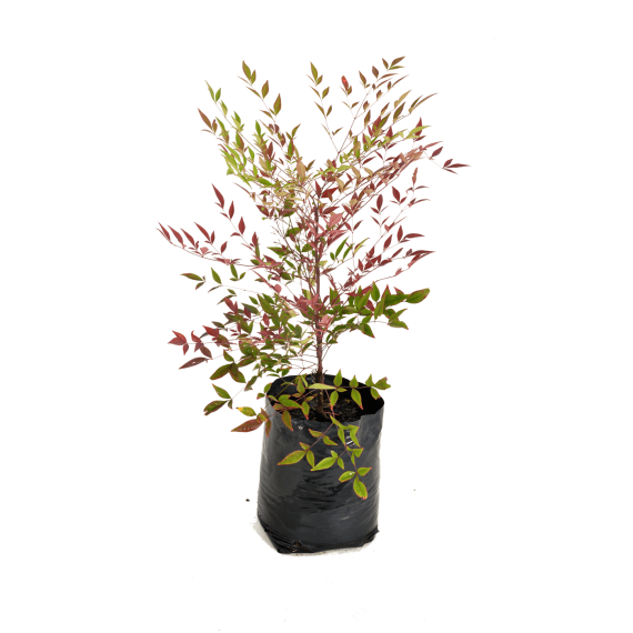 nandina picture 2