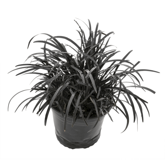 ophiopogon planiscapus nigrescens picture 1