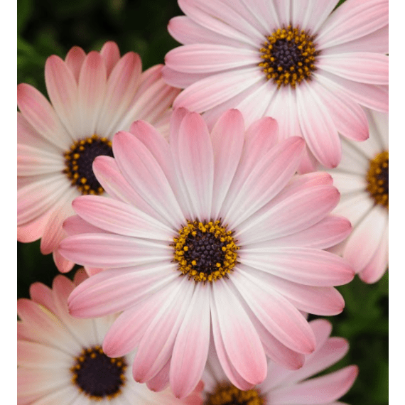 osteospermum picture 2
