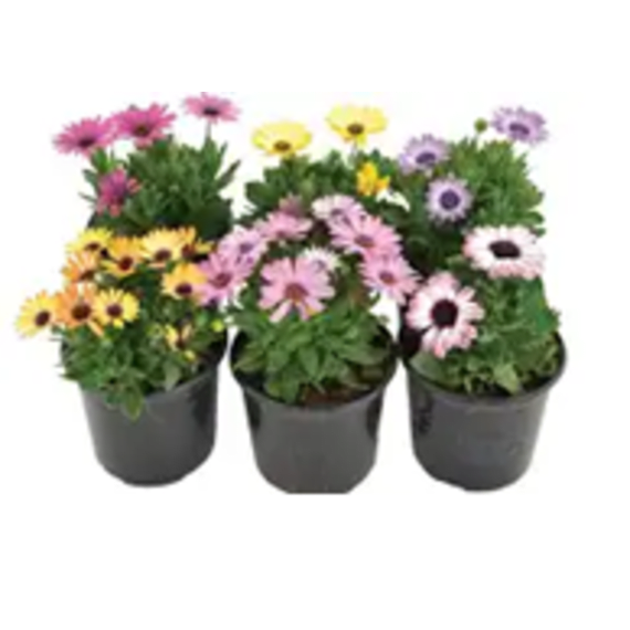 osteospermum picture 1