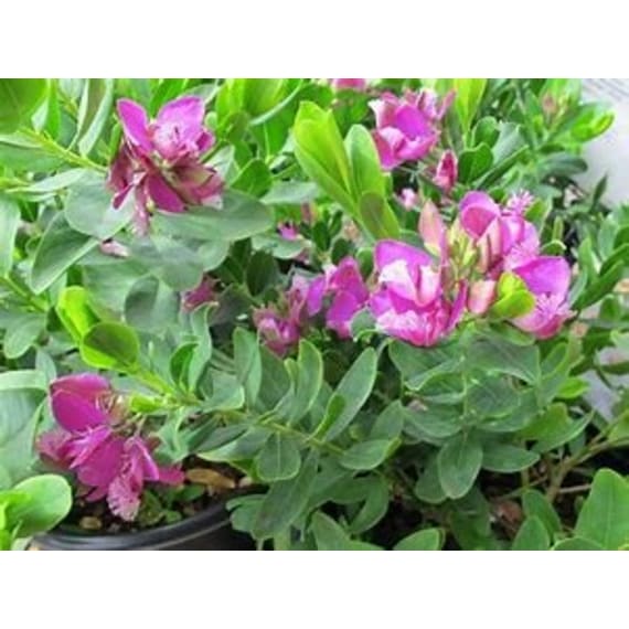 polygala myrtifolia picture 1