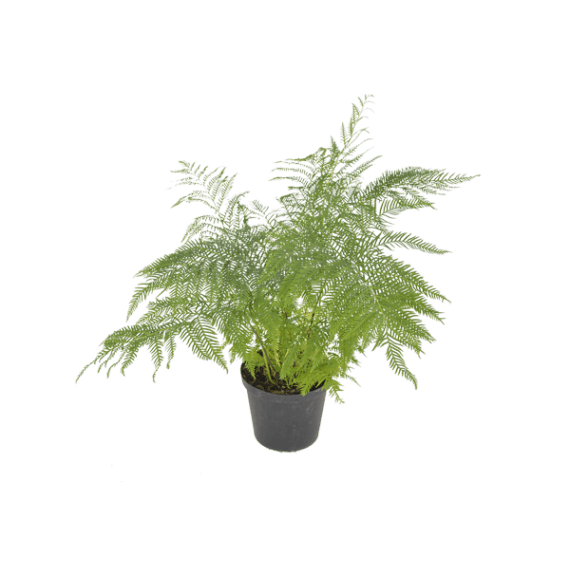 pteris stramina picture 1