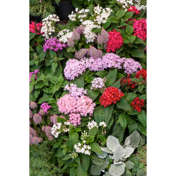 Pentas Fur Drauen Winterhart