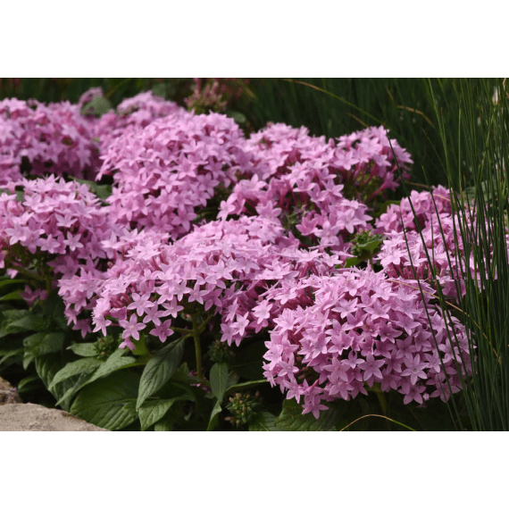 pentas lanceolata new look picture 3