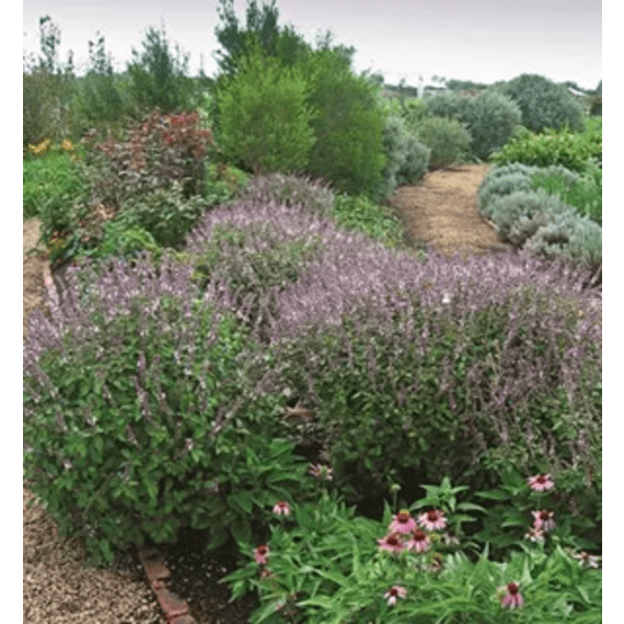 herb basil picture 2