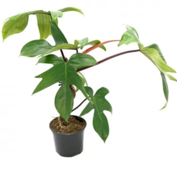 philodendron picture 13