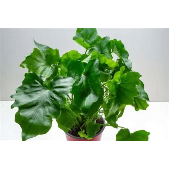 philodendron picture 11
