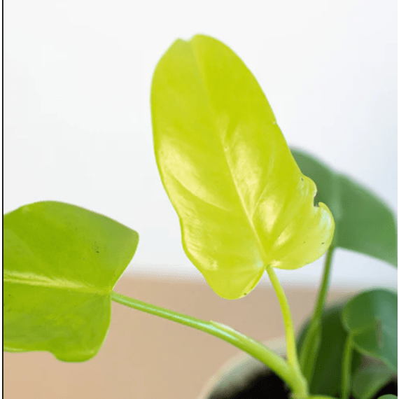 philodendron picture 9