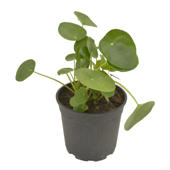pilea assorted picture 1