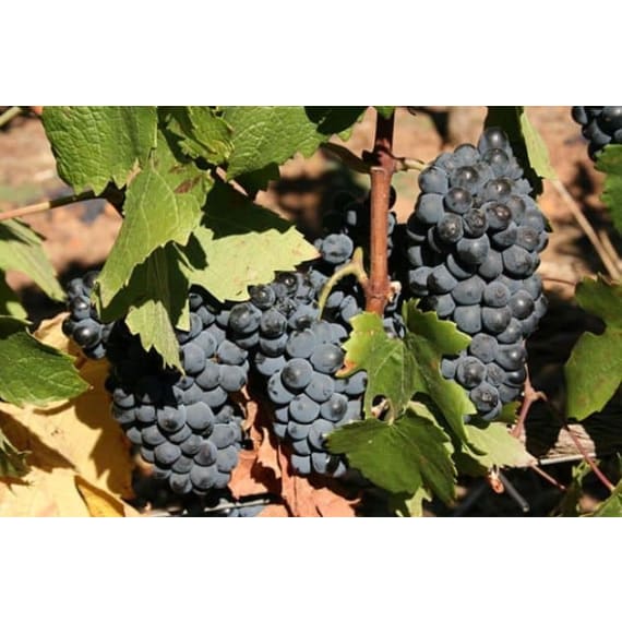 tree grape green red black picture 3