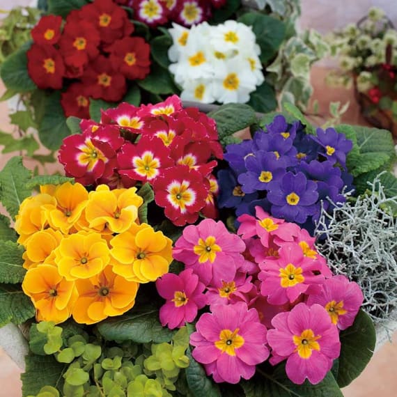primula assorted picture 1