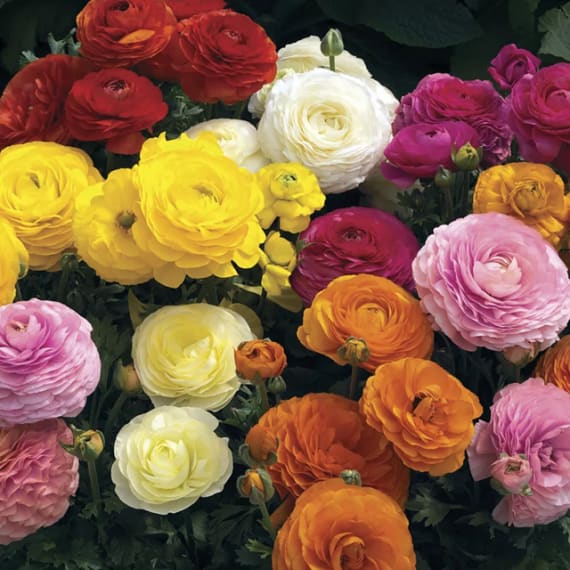 ranunculus mache mix picture 1