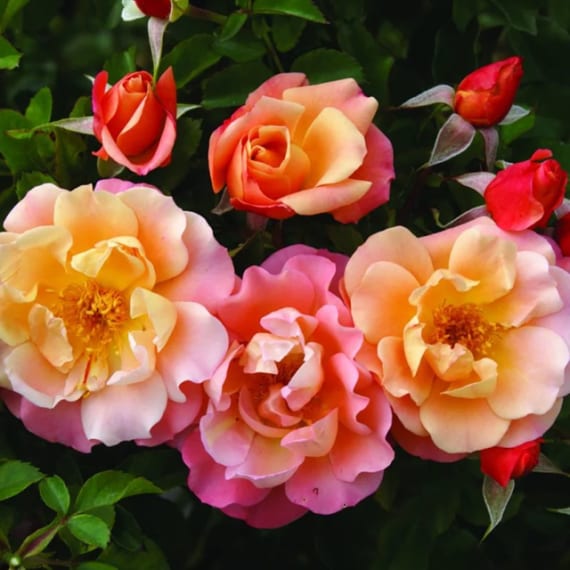 Rose Assorted | Agrimark