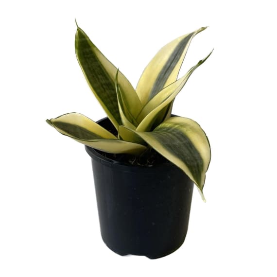 sansevieria 2 picture 6