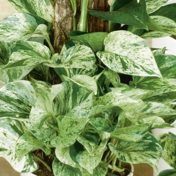 scindapsus picture 3