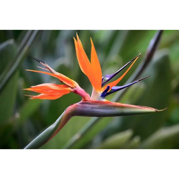 strelitzia reginae picture 2