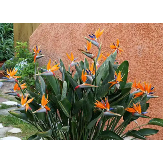 strelitzia reginae picture 1