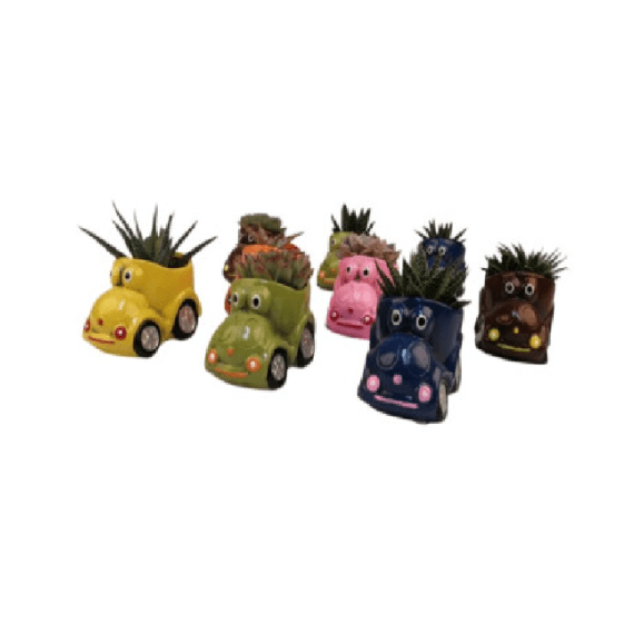 lvg succulent novelty picture 3