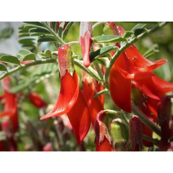 sutherlandia frutescens picture 1