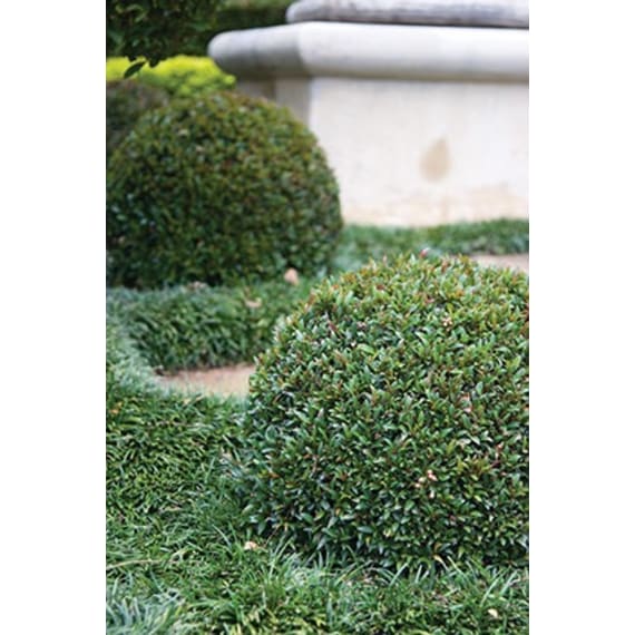 syzygium picture 2