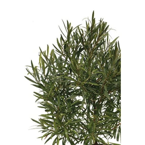syzygium picture 3