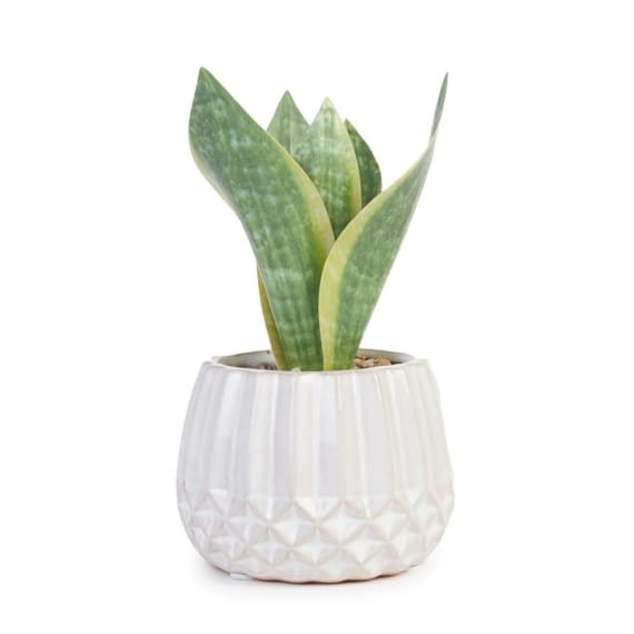 price and sons snake plant in pot 17cm picture 1