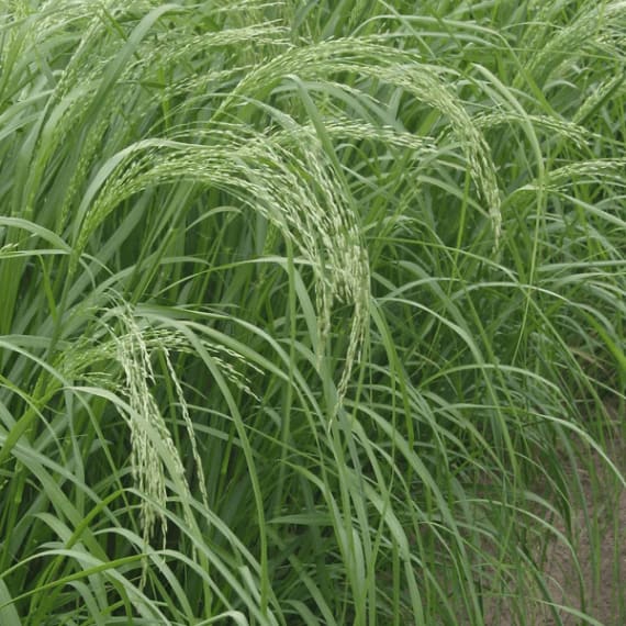 westmin teff sa brown 25kg picture 1