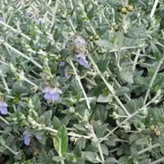teucrium fruticans picture 1