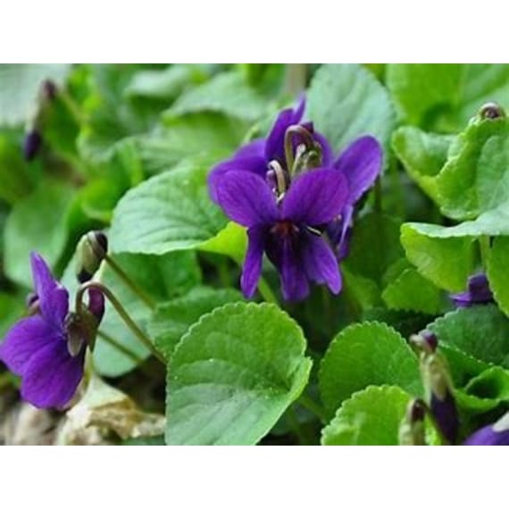 viola odorata picture 1