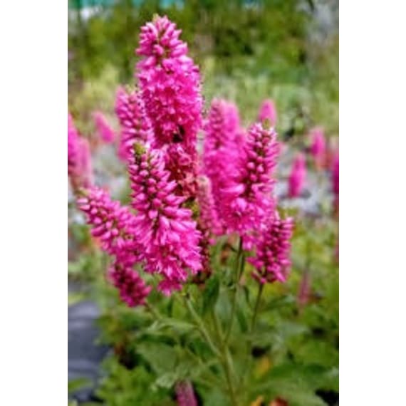 veronica spicata bubblegum candles picture 1
