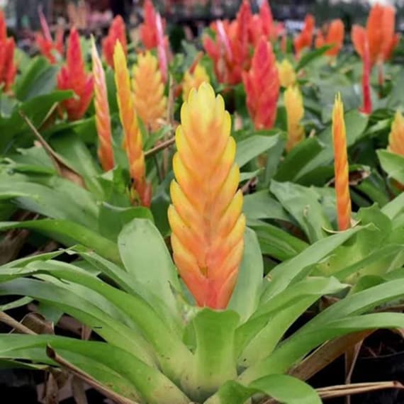 vriesea picture 1