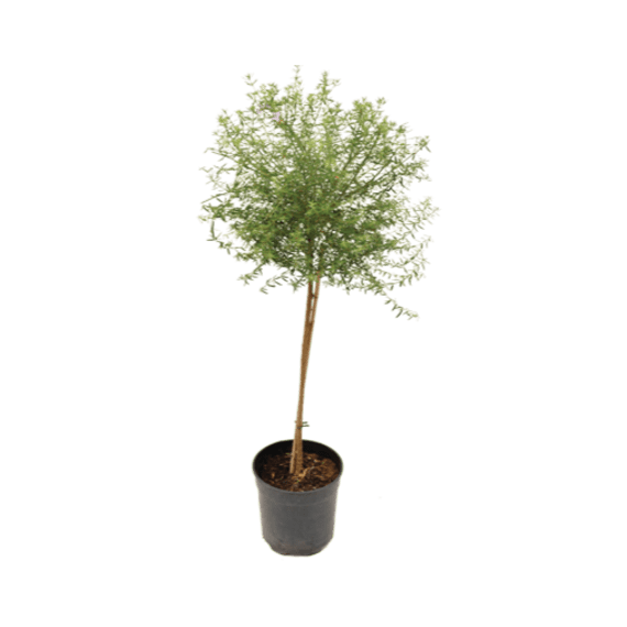 westringea white 10l picture 1