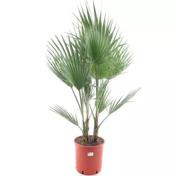 washingtonia robusta picture 1