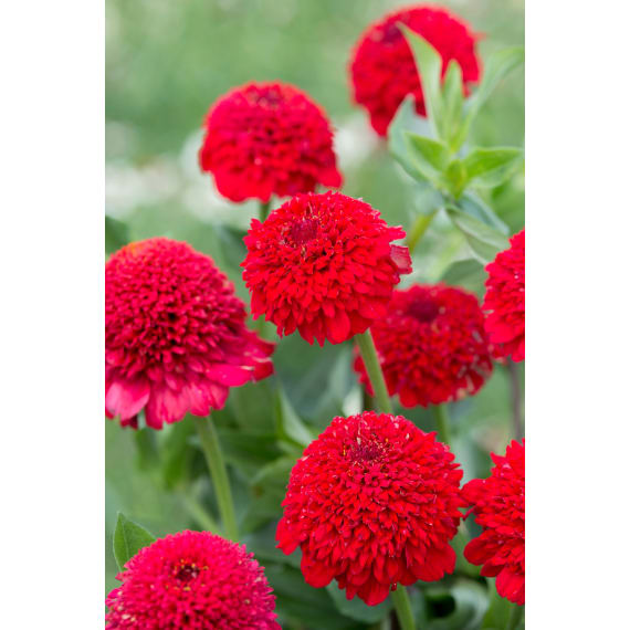 kirchhoffs zinnia jazzy mixed picture 1